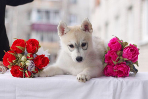 Photos supplémentaires: Des bébés Huskies Sibériens de race pure sont proposés à la vente.