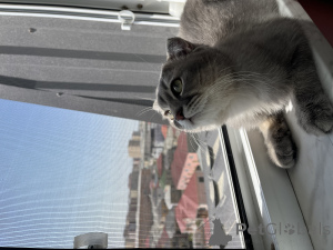 Photo №4. Je vais vendre scottish fold en ville de Баку. annonce privée - prix - négocié
