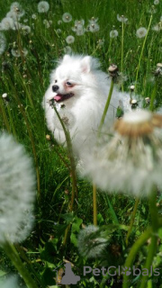 Photo №2 de l'annonce № 19745 de la vente spitz nain - acheter à La Moldavie annonce privée