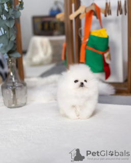 Photo №3. Chiot mâle de Poméranie blanche à vendre. La Grande-Bretagne