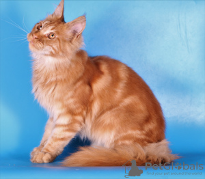 Photo №4. Je vais vendre maine coon en ville de Москва. annonce privée, de la fourrière, éleveur - prix - 300€