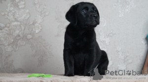 Photo №1. labrador retriever - à vendre en ville de Volgograd | 616€ | Annonce №106970