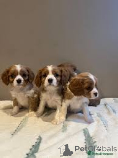 Photo №1. cavalier king charles spaniel - à vendre en ville de Manchester | 700€ | Annonce №165708