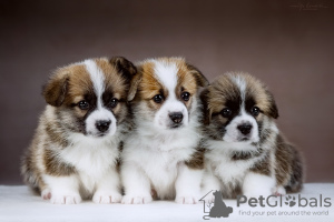Photo №3. Magnifiques chiots Pembroke Welsh Corgi. Fédération de Russie