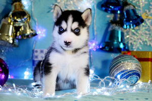 Photo №3. Des amis drôles et drôles recherchent leurs propriétaires. Fédération de Russie