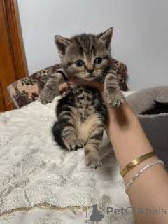 Photo №2 de l'annonce № 166324 de la vente european à poil ras - acheter à La finlande annonce privée, éleveur