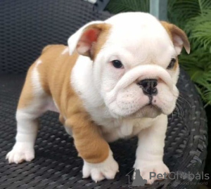 Photo №1. bulldog anglais - à vendre en ville de Гамбург | 250€ | Annonce №124490