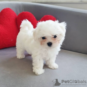 Photo №1. bichon maltais - à vendre en ville de Paris | négocié | Annonce №103210