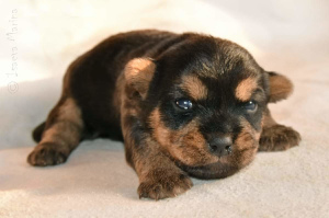 Photos supplémentaires: Norwich Terrier. Chiots