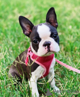 Photo №3. Chiots Boston Terrier vaccinés avec tous les documents de santé disponibles. USA