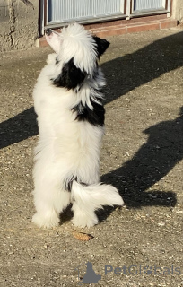 Photo №4. Je vais vendre chien chinois à crête en ville de Belgrade. éleveur - prix - négocié