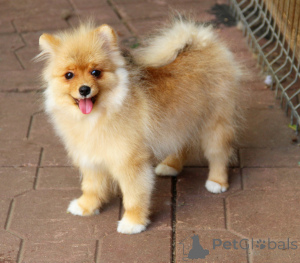 Photo №3. Svetlana Nikolaevna Kuznetsova. Fédération de Russie