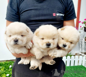 Photo №4. Je vais vendre chow-chow en ville de Sabor.  - prix - négocié