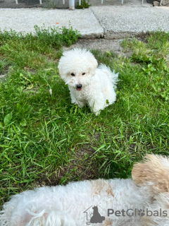 Photo №3. Chiots Bichon Frise hypoallergéniques. Turquie