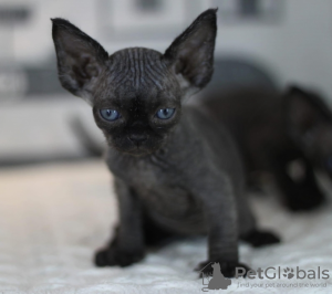 Photo №2 de l'annonce № 133260 de la vente devon rex - acheter à Allemagne annonce privée