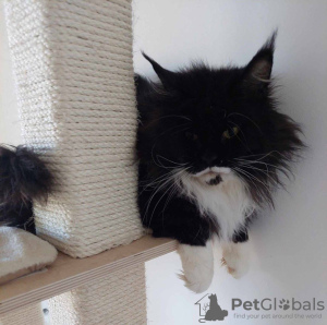 Photo №4. Je vais vendre maine coon en ville de Bucharest. éleveur - prix - 350€