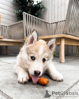 Photo №2 de l'annonce № 78586 de la vente husky de sibérie - acheter à Allemagne annonce privée