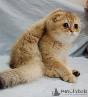 Photo №1. scottish fold - à vendre en ville de Chisinau | négocié | Annonce № 127496