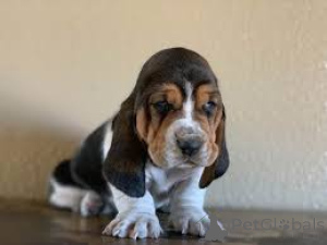 Photo №1. basset hound - à vendre en ville de Аугсбург | négocié | Annonce №136770
