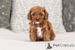 Photo №1. labradoodle - à vendre en ville de Arachova | négocié | Annonce №155611