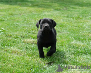 Photos supplémentaires: Chiots Boerboel (Mâtin sud-africain)