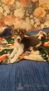 Photo №2 de l'annonce № 153727 de la vente chien bâtard - acheter à Fédération de Russie annonce privée