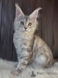 Photo №1. maine coon - à vendre en ville de Alabama | 1€ | Annonce № 161198