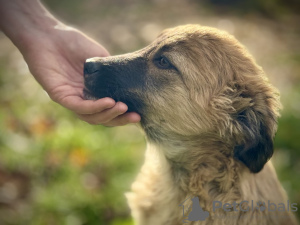 Photos supplémentaires: De merveilleux chiots entre de bonnes mains.