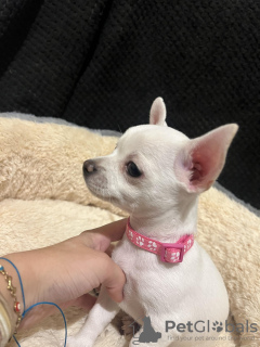 Photo №1. chihuahua - à vendre en ville de Greenville | 331€ | Annonce №84076