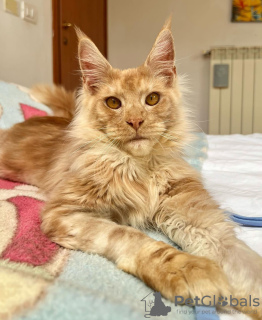 Photo №1. maine coon - à vendre en ville de Berlin | 284€ | Annonce № 103203