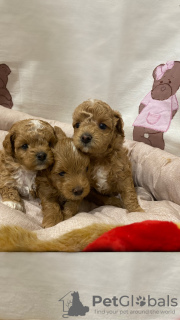 Photo №4. Je vais vendre maltipu en ville de Kiev. éleveur - prix - 1500€