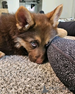 Photo №2 de l'annonce № 136349 de la vente berger allemand - acheter à Allemagne éleveur