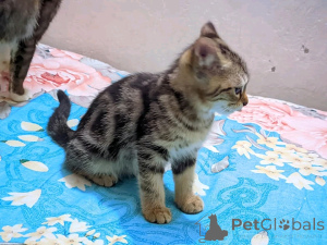 Photo №2 de l'annonce № 138913 de la vente american shorthair - acheter à Allemagne annonce privée, éleveur