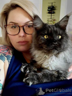 Photo №3. Maine-Coon-Kätzchen / Katzen Zu Verkaufen. Allemagne