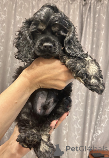 Photo №1. cocker américain - à vendre en ville de Ust-Kamenogorsk | 319€ | Annonce №141288