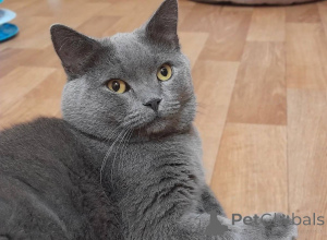 Photo №4. Je vais vendre british shorthair en ville de Khimki. de l'abri - prix - Gratuit