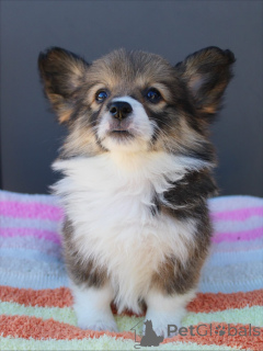 Photo №4. Je vais vendre welsh corgi en ville de Karlsruhe. éleveur - prix - négocié