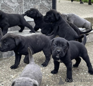 Photo №2 de l'annonce № 137391 de la vente cane corso - acheter à Serbie annonce privée