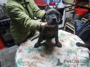 Photos supplémentaires: Chiots Cane Corso