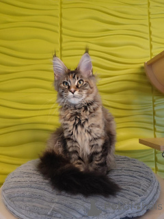 Photo №4. Je vais vendre maine coon en ville de Las Palmas de Gran Canaria. annonce privée - prix - 340€