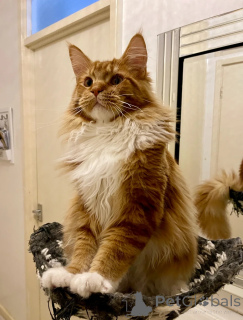 Photo №1. maine coon - à vendre en ville de Boston | négocié | Annonce № 158077