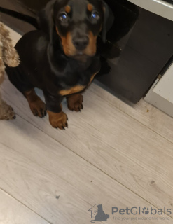 Photo №2 de l'annonce № 131482 de la vente dobermann - acheter à Belgique annonce privée, éleveur