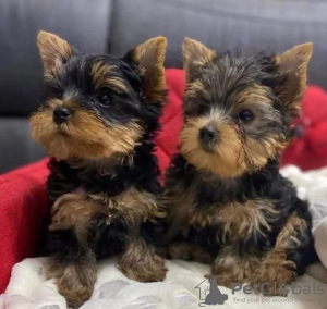 Photo №1. yorkshire terrier - à vendre en ville de Bucharest | négocié | Annonce №85239