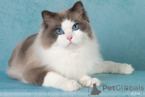 Photo №1. ragdoll - à vendre en ville de Éthers | négocié | Annonce № 156962