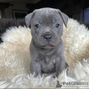 Photo №1. american staffordshire terrier - à vendre en ville de Москва | négocié | Annonce № 117626