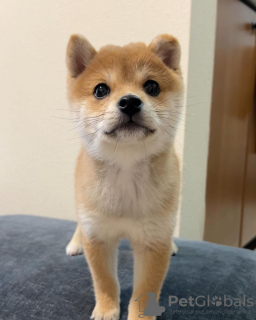 Photo №1. shiba - à vendre en ville de Hamar | négocié | Annonce №95977