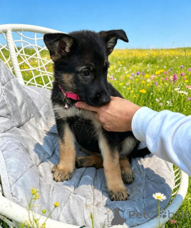 Photo №1. berger allemand - à vendre en ville de Ansbach | négocié | Annonce №173483