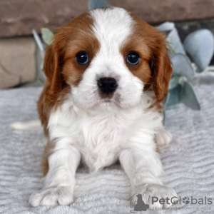 Photo №1. cavalier king charles spaniel - à vendre en ville de Даллас | 284€ | Annonce №45808