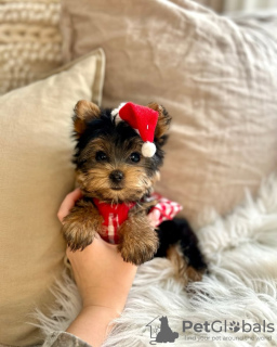 Photo №2 de l'annonce № 133408 de la vente yorkshire terrier - acheter à USA éleveur