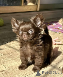 Photo №1. chihuahua - à vendre en ville de Munich | négocié | Annonce №159375